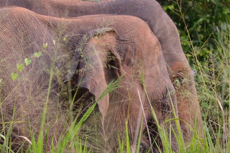 Mennens doneert staalkabels aan olifanten-opvangcentrum Elephant Haven